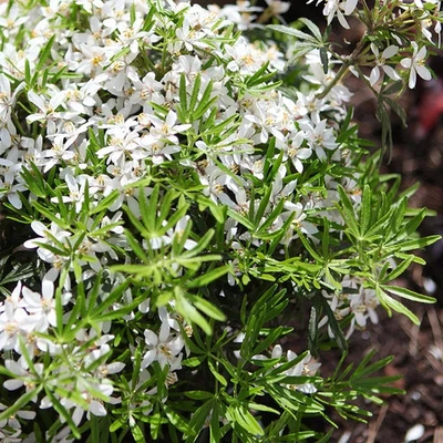 MESARBUSTES.COM Choisya ternata 'White Dazzler'® - Oranger du Mexique compact