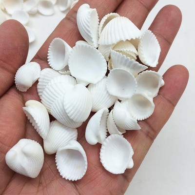 Small White Clam Rose Sea Shells, 8 OZ, 1/3 Inch ~ 3/4 Inch