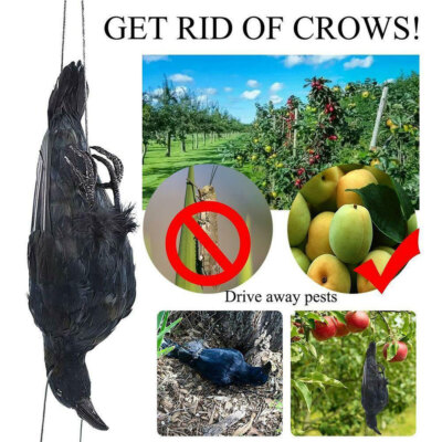 Realistic Hanging Dead Crow Decoy Lifesize Extra Large Feathered Crow Halloween-
