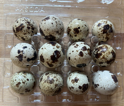 24 Jumbo Italian Coturnix Quail Hatching Eggs 