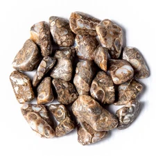 50g Tumbled Turritella Elimia Gemstone Crystals 20-35 Stones Fossil Specimens