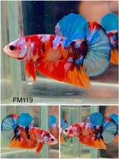Male Betta Live Fish - Koi Candy Galaxy HMPK - FM119 - High Quality A++