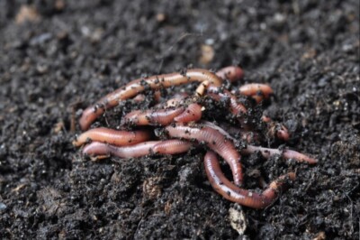 Premium Worm Castings 1.5 lbs   NO FILLERS! | Fast Shipping | Healthy Soil