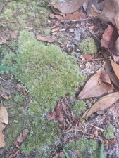 1 QUART Bag Full Of Live Mix Cushion, Mood Fern Moss Assortment