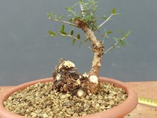 Bonsai Olivastro 16x11cm In Vaso Pianta Selvatica Albero Robusta Grande Nebari 