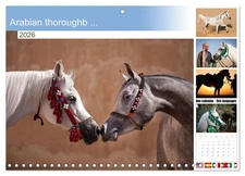 Arabian thoroughb ... (Monthly Wall Calendar 2026 16.5 x 23.4 (open)), CALVENDO 