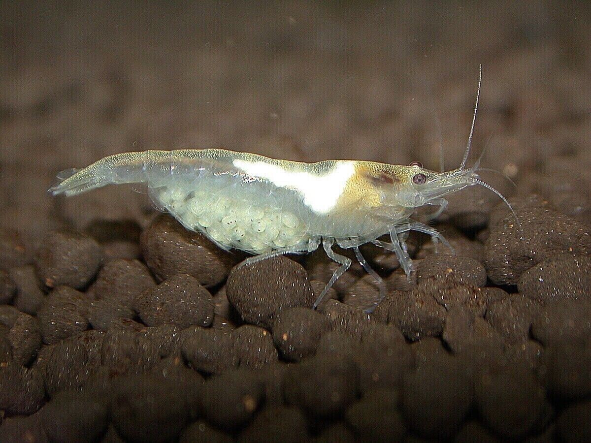 Neocaridina Palmata White Pearl Pack da 10 + Food Kit Gratuito - 1