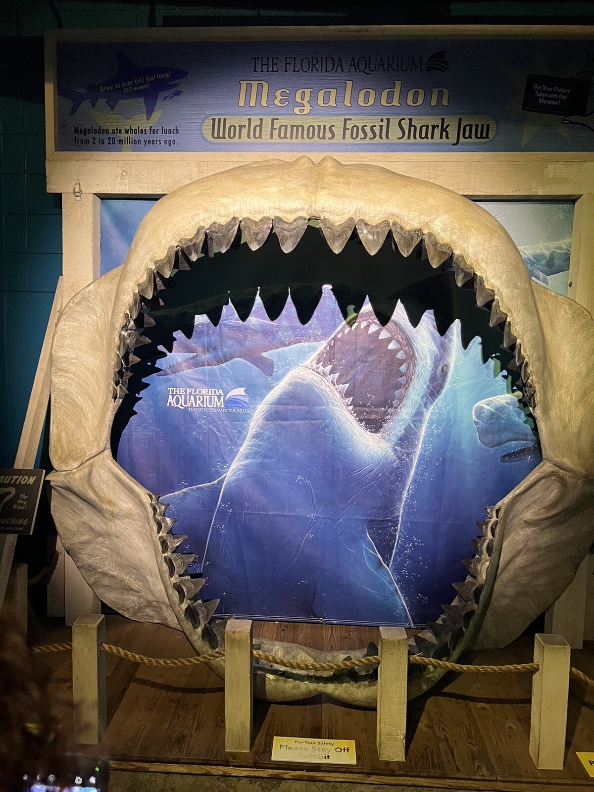 SHARK TOOTH PENDANT Fossilized 1 Inch TIGER Shark Tooth 