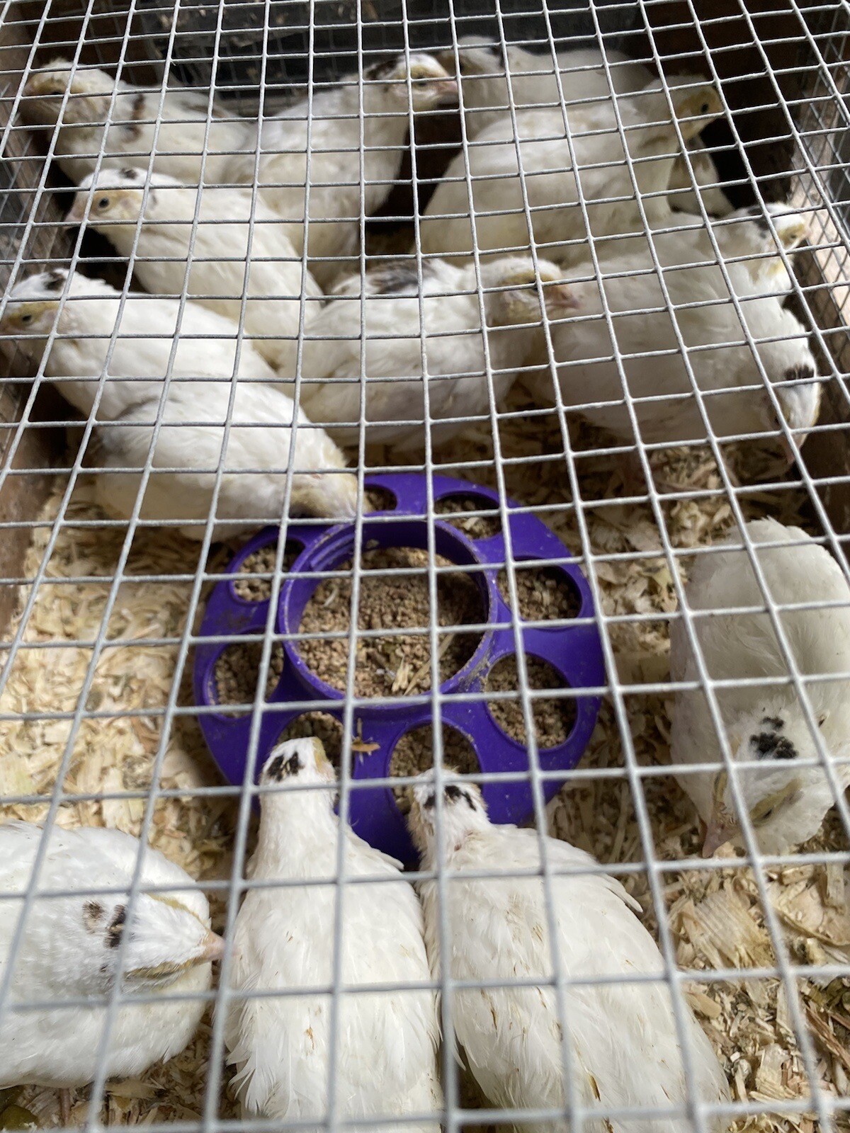 18 FERTILE JUMBO White Quail Hatching eggs . Get Your Incubator Ready