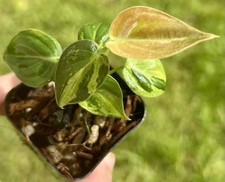 Philodendron Melanochrysum Variegated US Seller