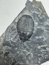 ELRATHIA TRILOBITE FOSSIL ON MATRIX