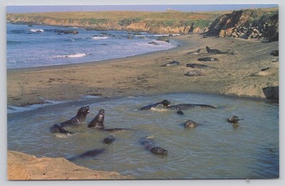 Northern Elephant Seals Cambria California John Hinde Curteich Postcard