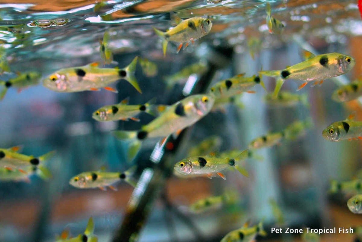 3-Pack Bucktooth Tetra Exodon 1-1.5 Inch Live Freshwater Aquarium