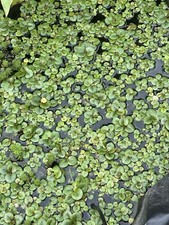 10 Amazon frogbit - Aquarium Or Pond Floating Plant