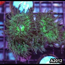 Item#A2012IN2012(S) WYSIWYG Aussie Ultra Duncan Frag