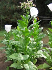 1000 Banana Leaf Tobacco Seeds ~ Heirloom Non-GMO ~ Virginian Tobacco