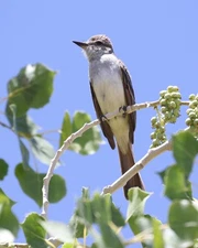 Ash-Throated Flycatcher 8"x10" Photograph 8x10 Print
