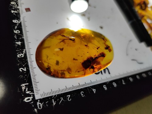 Fossil amber Insect Burmese burmite Cretaceous Damselfly Myanmar 60/40/20mm - Picture 9 of 10