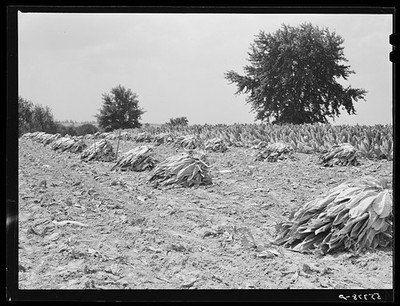 Photo:Lexington Kentucky 1940 Burley Tobacco Drying Curing Farm Field