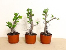 Ficus Microcarpa Green Island Oval Shape Leaf- Pre-Bonsai -Grown from roots