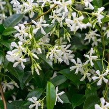 3 Star Jasmine Plants / Trachelospermum Jasminoides in 9cm Pots