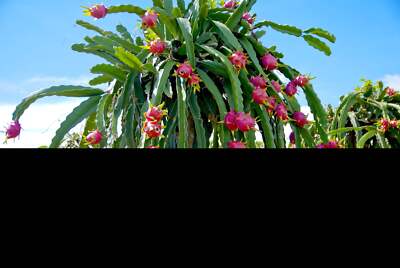 ixora planting Ixora Taiwanese for Sale