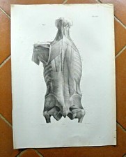 disegno antico  ANATOMIA MEDICINA 1838 IDEA REGALO MEDICO ARREDO POSTER STAMPA