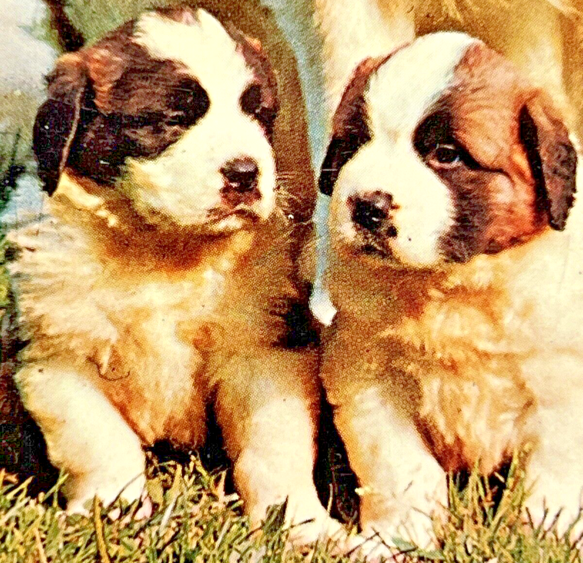Saint Bernard Dog Baguio Saint Bernard Dog In Breeding Kennel