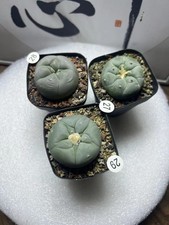 3pz Cactus Succulento LF 4-5cm Bellissima Decorazione Giardino #27 28 29