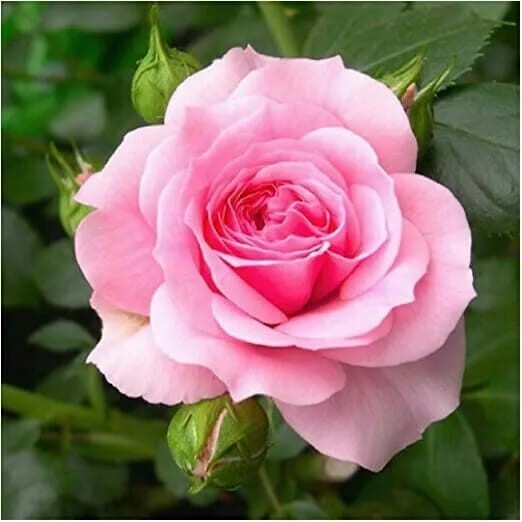 20 Seeds Japanese Red Maple Tree / & 10 seeds Pink Rose Flower
