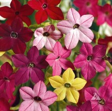 Flowering Tobacco Seeds, Nicotiana alata, Sensation Mixed , 3000 to 6000