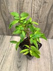 Plinia sp Cabinho de Limeira Jaboticaba - 1 YR OLD - RARE — photo 6