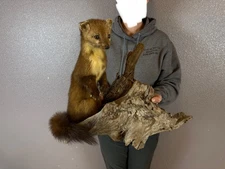 Pine Marten Taxidermy Mount Adult  Vintage Rustic Decor Wall Tabletop