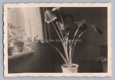 Still Life Plant Calla Houseplant Apartment Window - Vintage Photo 1950s