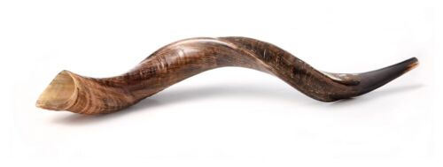 Shofar Kudu Yemenita Cuerno Kosher Completo Natural De Israel X Grande 40""-42"" Israel - Imagen 7 de 7