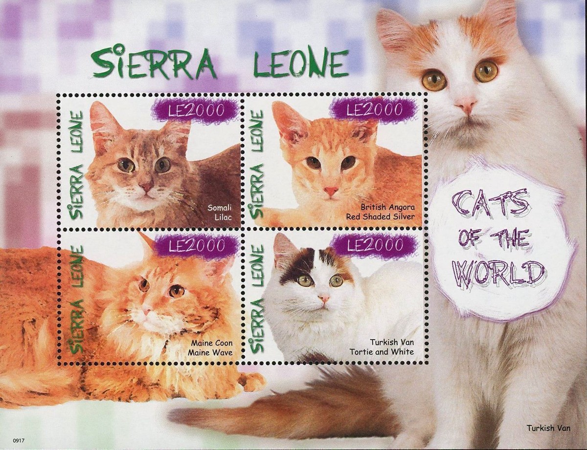 Lilac Somali Cat Somali Fluffy Cat 2ドル銀貨 Somali Fluffy Cat 2