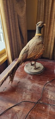 Vintage Pheasant Ring Neck Taxidermy Standing Mount Stuffed 