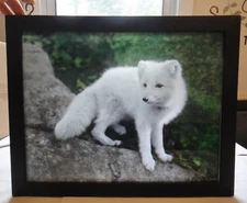 Unique Vintage Photo of Arctic Fox Framed for Backlit Display