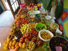 SEEDS of LIFE Heirloom tomato variety pack SURVIVAL SEEDS New varieties for 2024