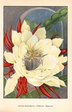1926 Vintage GARDEN FLOWER "NIGHT BLOOMING CEREUS" COLOR Art Print Lithograph