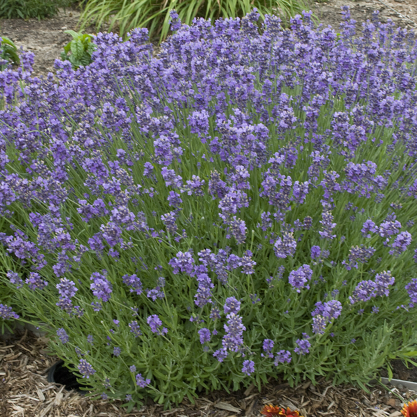 Lavender Munstead Lavandula Angustifolia Sakura Tucson