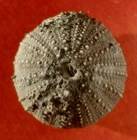 FOSSIL SEA URCHIN DOMERIAN OF MOROCCO, STOMECHINUS