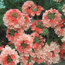 6 Trailing Verbena Peach  Hanging Basket Patio Plug Plants