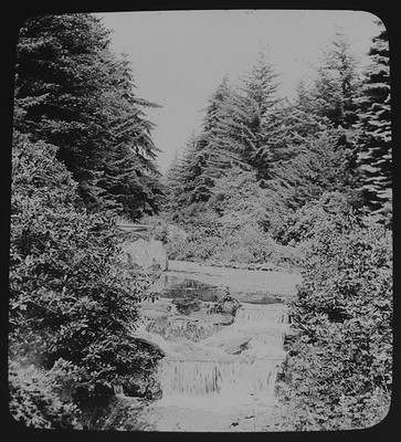 Foto SOMMERBAUM STUDIE NR7 UM 1890 Zauberlaternendia BÄUME WALD