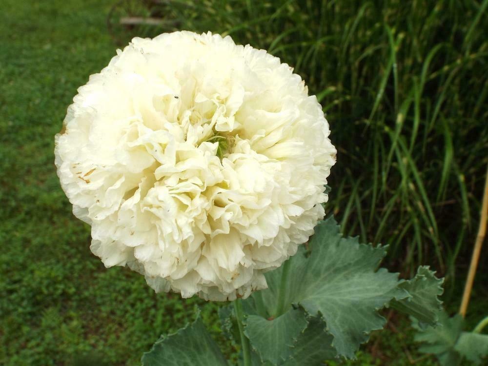 Poppy Yellow Peony - 25+ seeds - Semillas - Graines - YELLOW