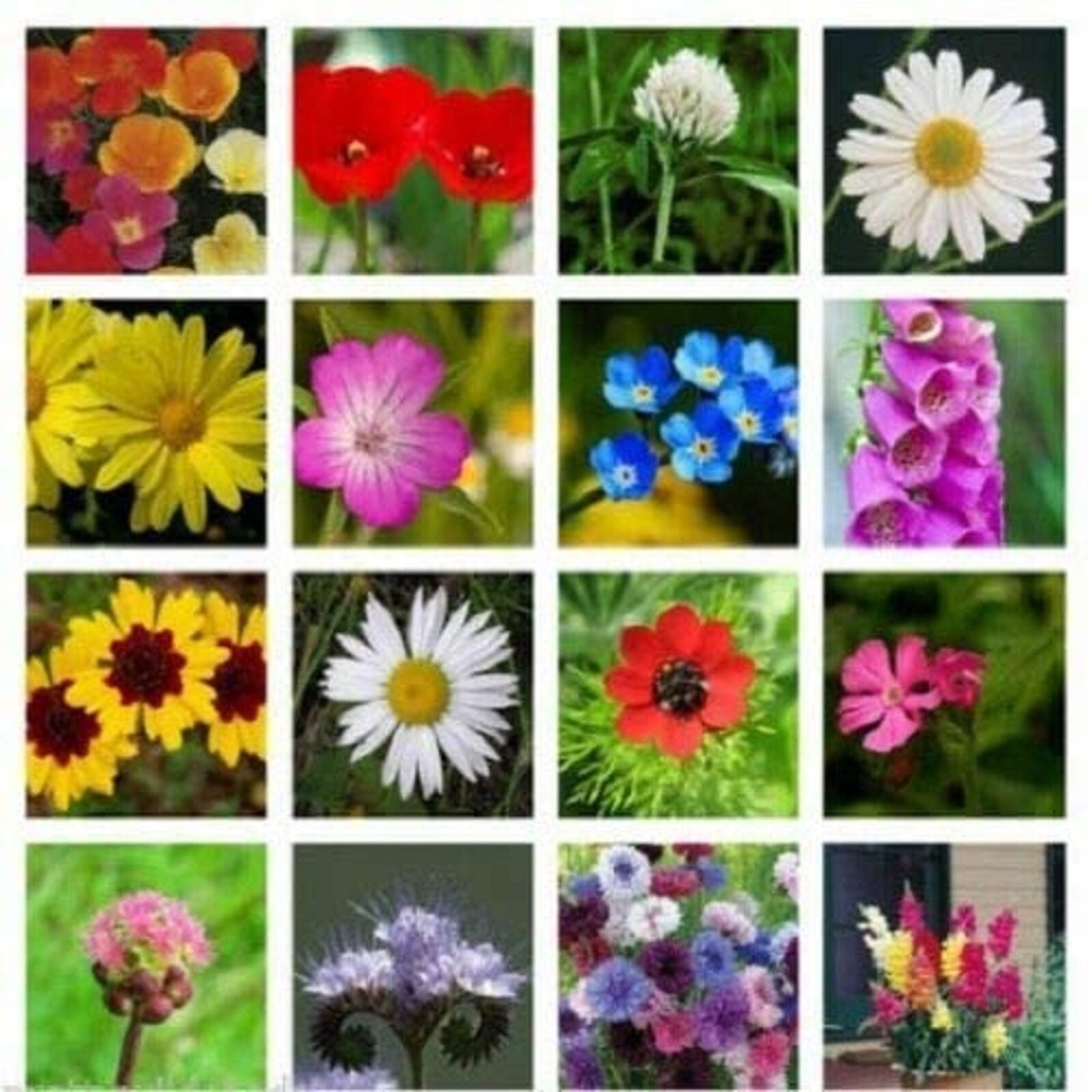 25g Wild Flower Meadow Seeds BUY 2 get 2 FREE Wild Scented Bee Mix 149