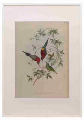 Gould John Goulpourah Sonne Vogel A3 A4 gerahmter Druck Bild