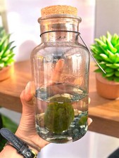 Cladophora Marimo | Moss Ball