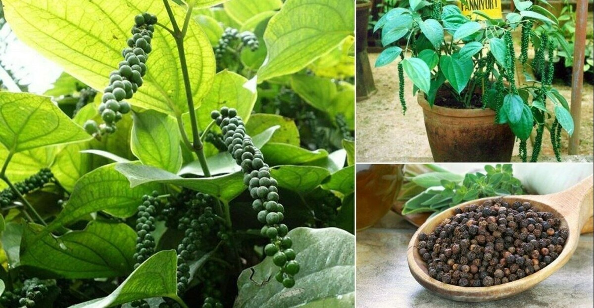 black Pepper/Peppercorn/Piper Nigrum/Heirloom Planting Seeds 50g