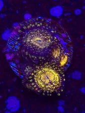 Death Star Zoa WYSIWYG Live coral frag Lps Sps